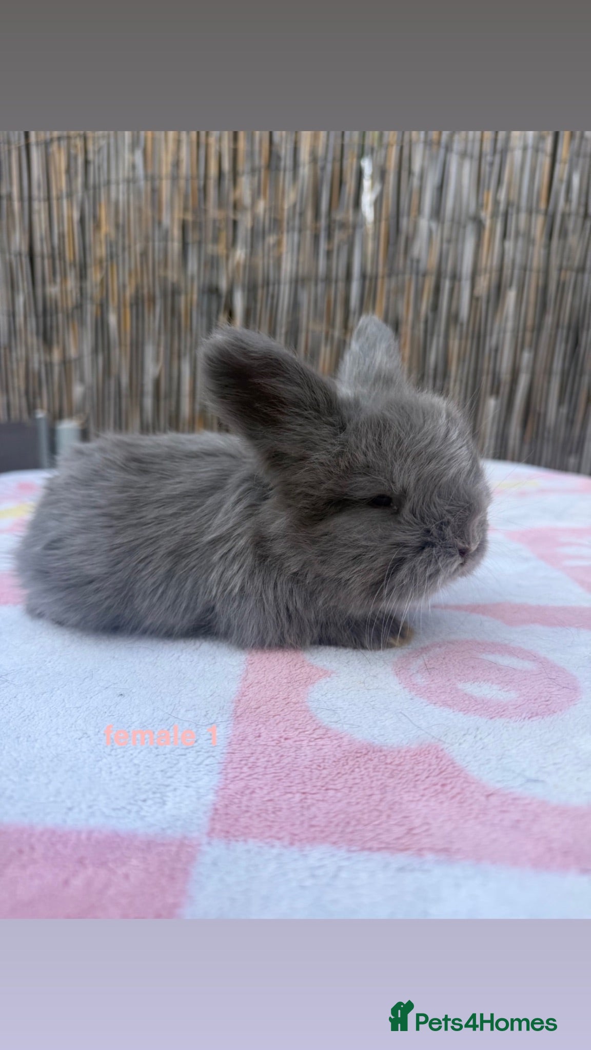 Angora rabbits pedigree english angoras  - Advert 2