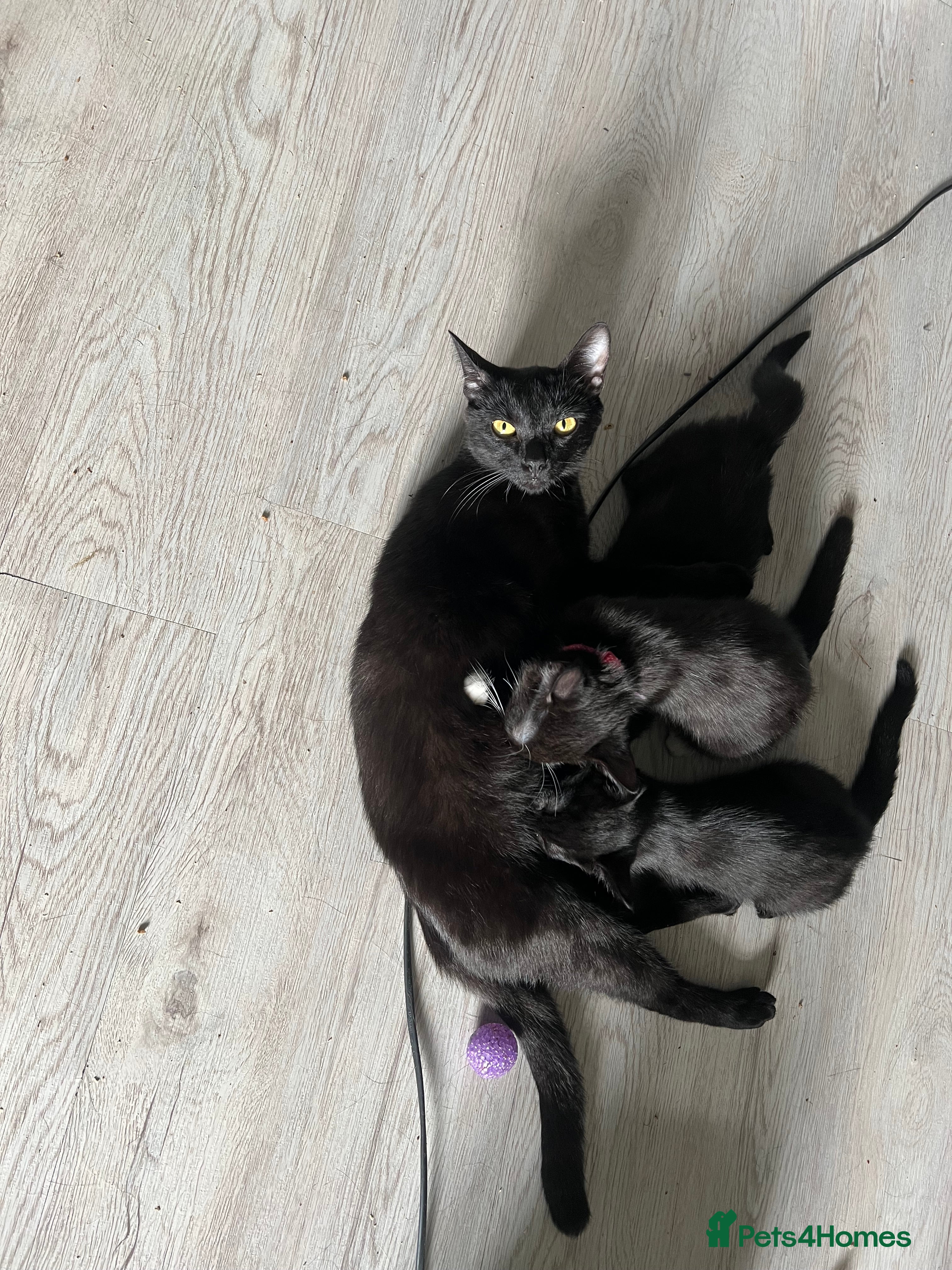 Bombay cats Bombay Girl Kittens Looking for Loving Homes  - Advert 2