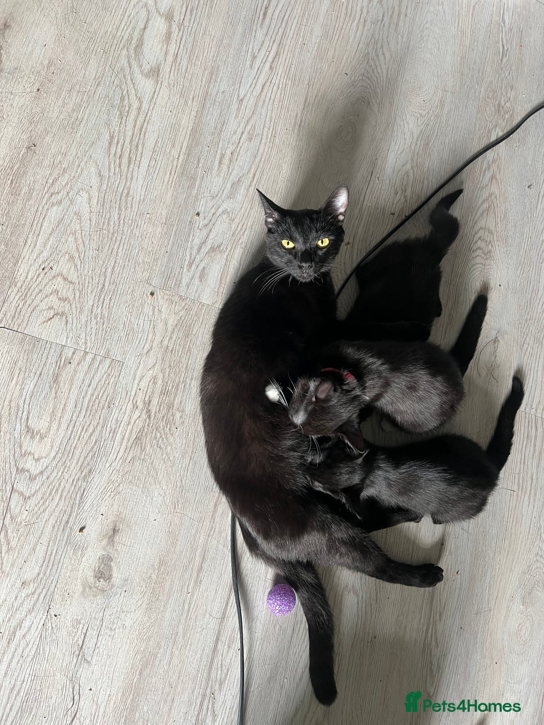 Bombay cats for sale: Bombay Girl Kittens Looking for Loving Homes  - Advert 1