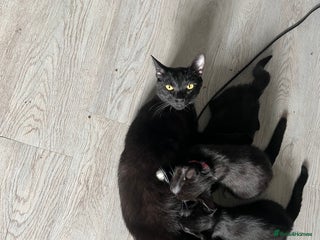 Bombay cats Bombay Girl Kittens Looking for Loving Homes - Advert 2