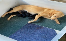 Labrador Retriever dogs for sale: KC health tested Labrador puppies  - Image 1