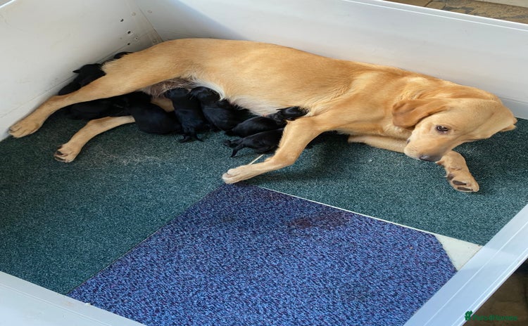 Labrador Retriever dogs - Advert 1