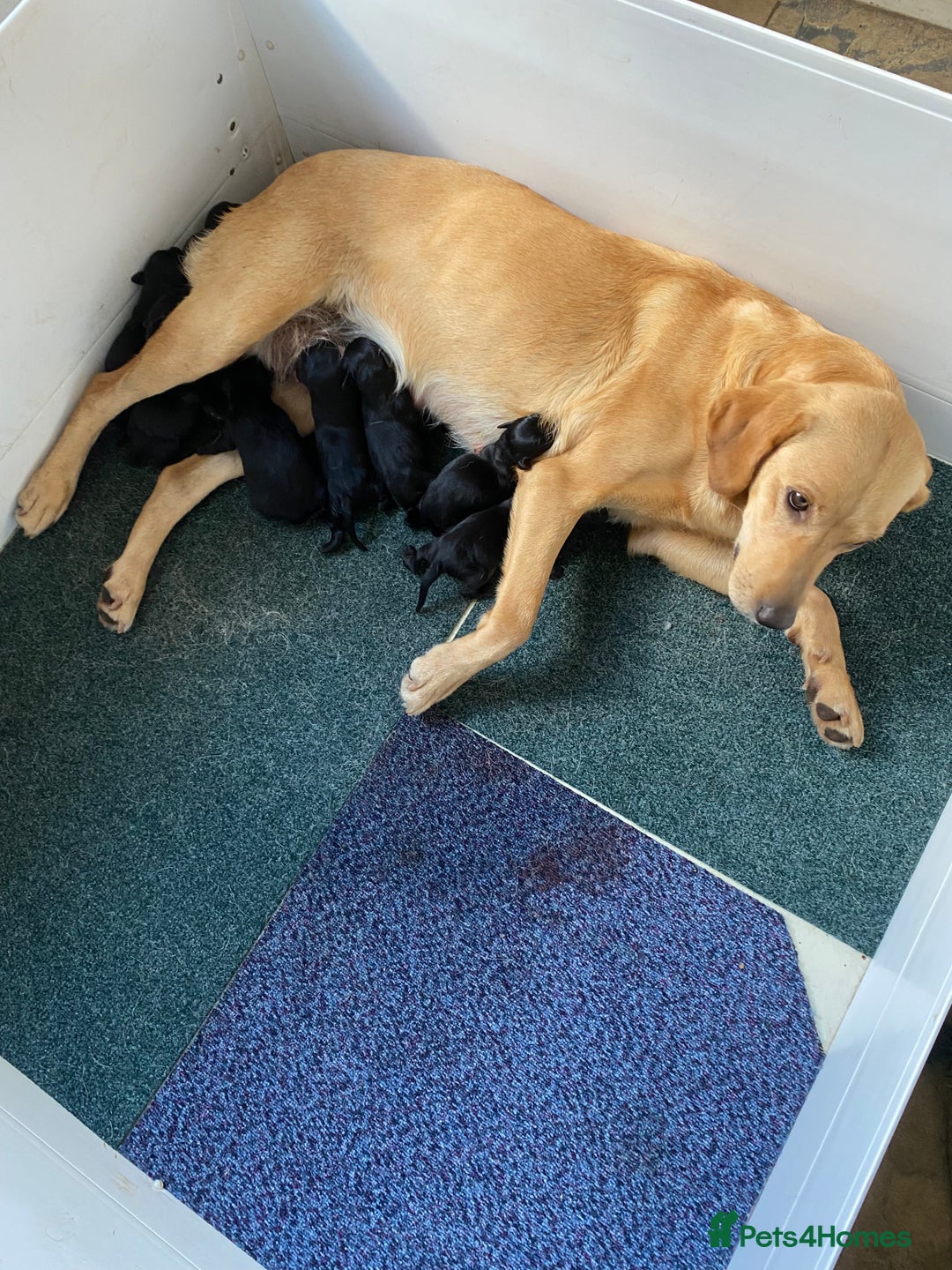 Labrador Retriever dogs for sale: KC health tested Labrador puppies  - Image 1