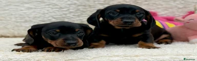 Dachshund 4