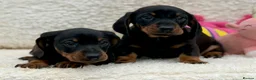 Dachshund dogs for sale: Gorgeous miniature dachshund puppies  - Advert 24