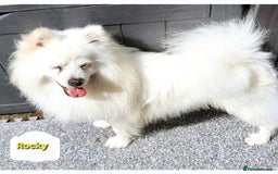 Pomsky dogs for sale: Pomsky boy F2 for new home  - Image 3