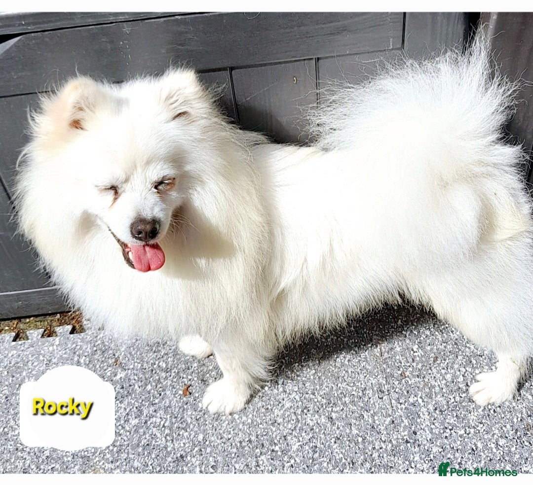 Pomsky dogs for sale: Pomsky boy F2 for new home  - Image 3