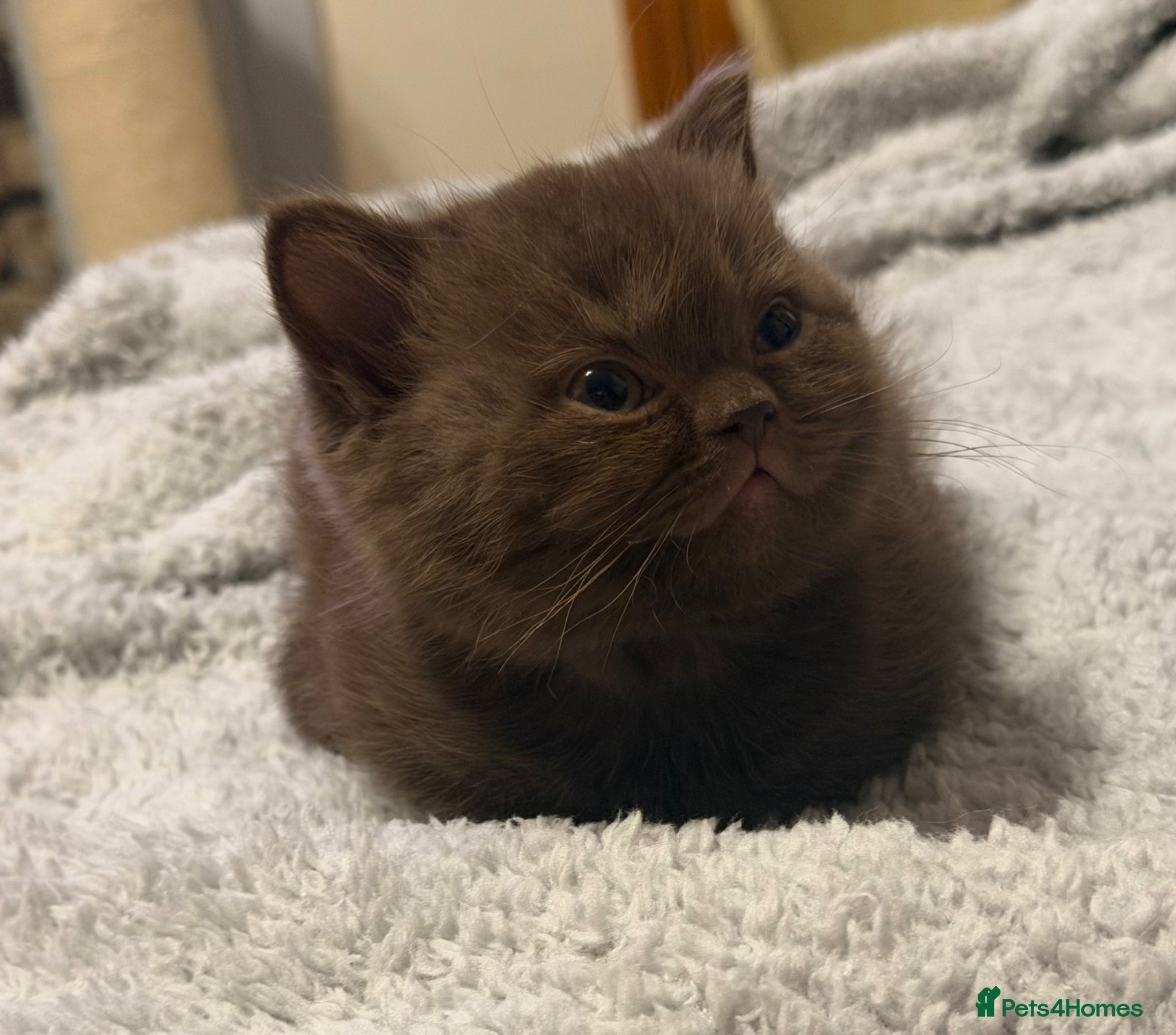 British Shorthair cats Stunning gccf lilac and chocolate females 🐾 - Advert 1