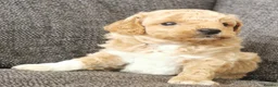 Poochon dogs for sale: Superb F1b Poochon Puppies  - Advert 3