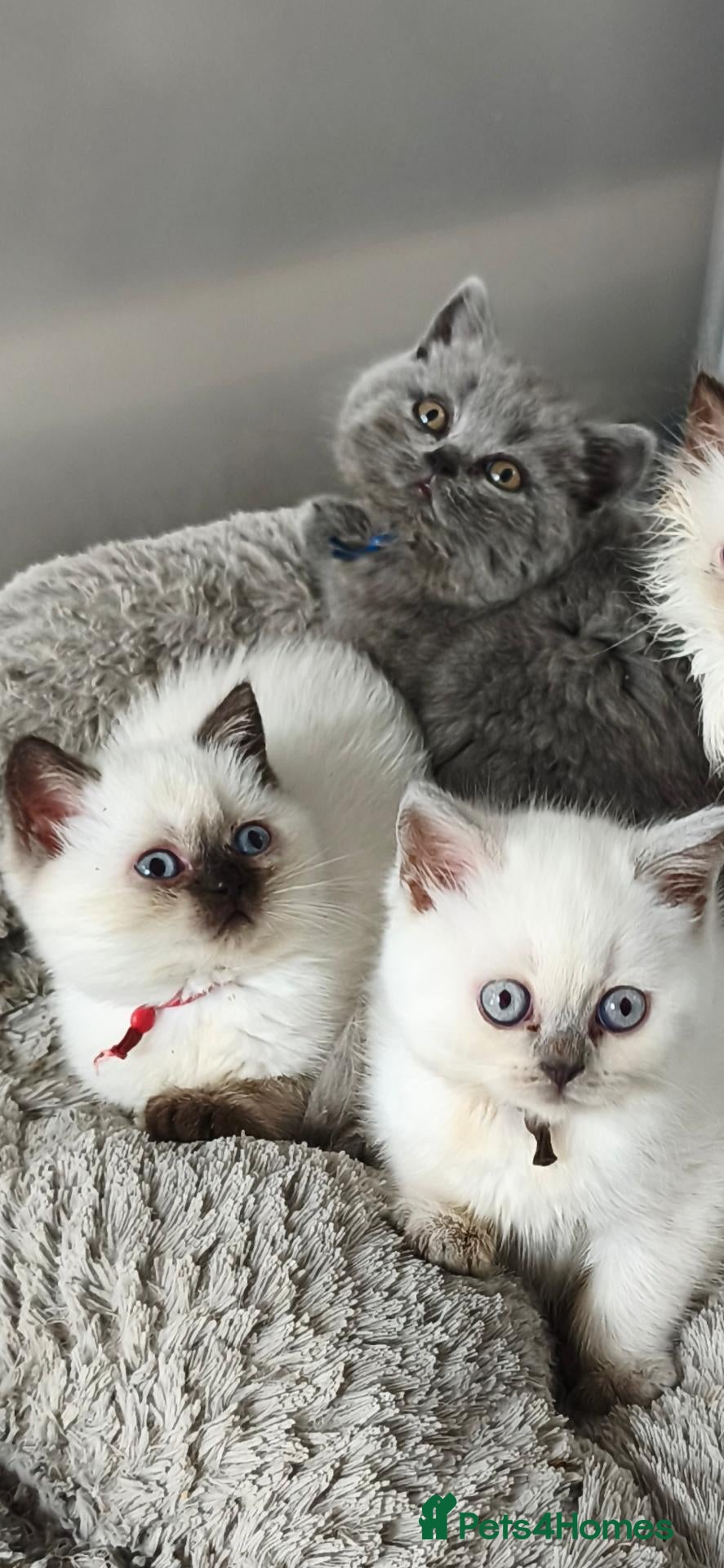 British Shorthair cats British shorthair kittens - Advert 1