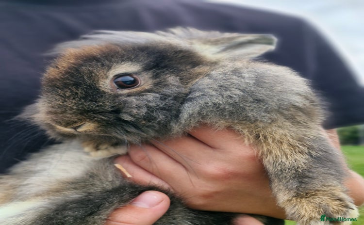 Mixed Breed rabbits - Advert 8