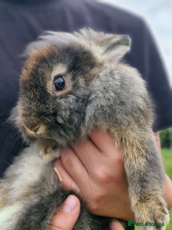 Mixed Breed rabbits - Advert 8