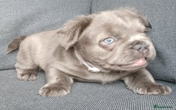 French Bulldog dogs for sale: Fluffy French bulldogs - Image 10