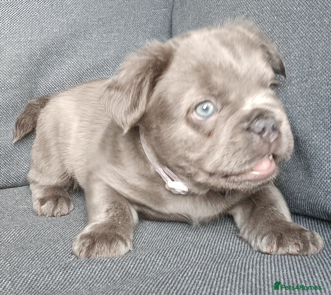 French Bulldog dogs for sale: Fluffy French bulldogs - Image 10