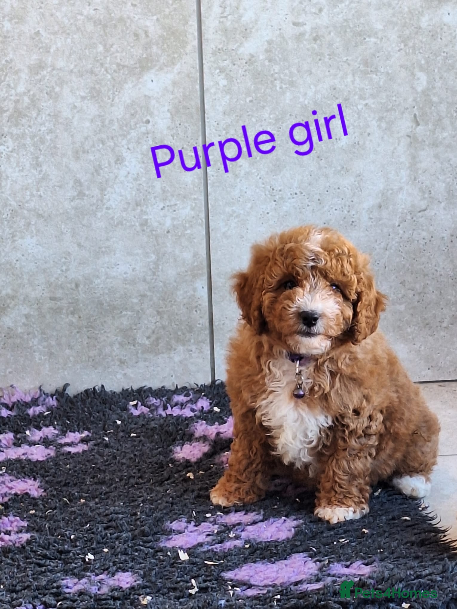 Cavapoochon dogs 🥰 Cavapoochons 🥰 - Advert 2