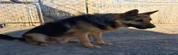 German Shepherd dogs for adoption: 🚨‼️URGENT‼️🚨 Bandit 💙🐾 - Advert 17
