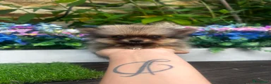 Pomeranian 1