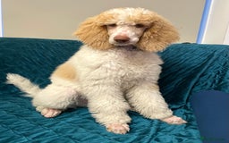 Standard Poodle dogs for sale: Standard Poodle Girl Available Apricot&White Parti - Image 9