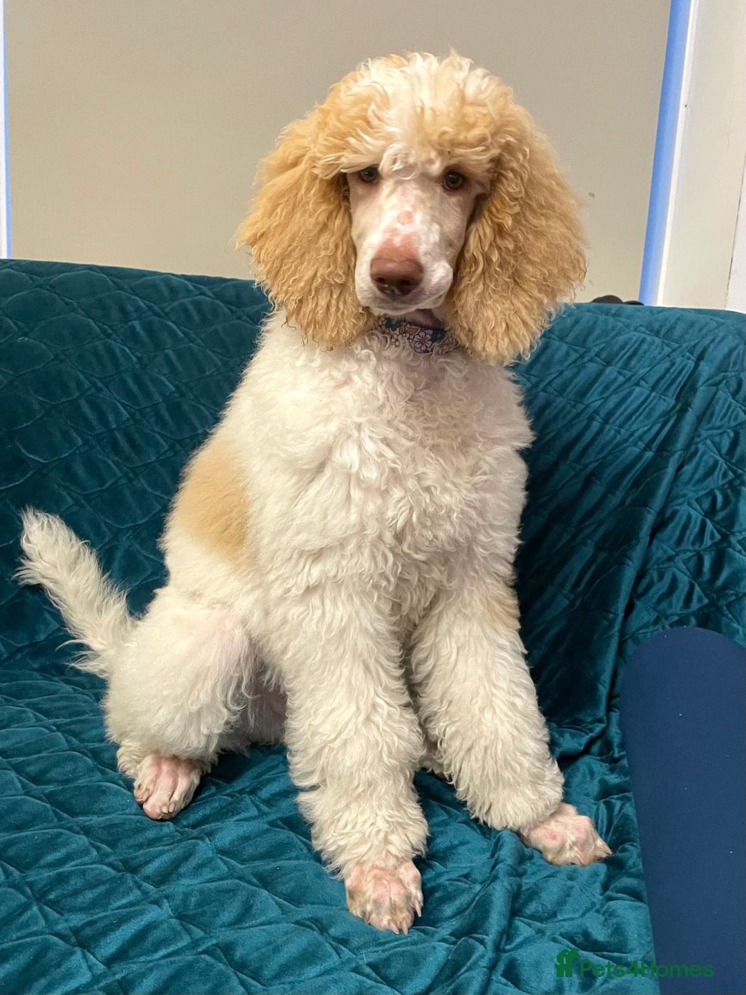 Standard Poodle dogs for sale: Standard Poodle Girl Available Apricot&White Parti - Image 9