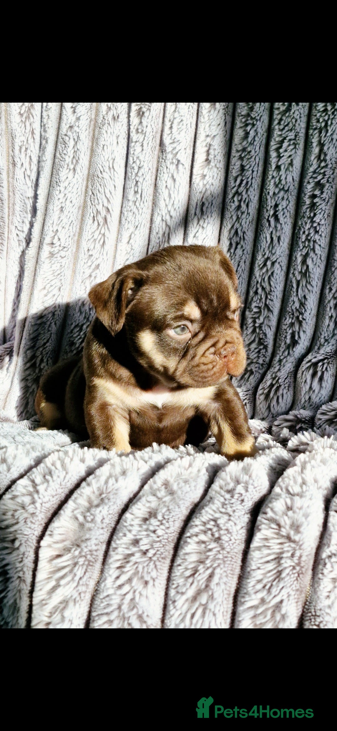 French Bulldog dogs for sale: Stunning puppies from £1500 - Advert 12