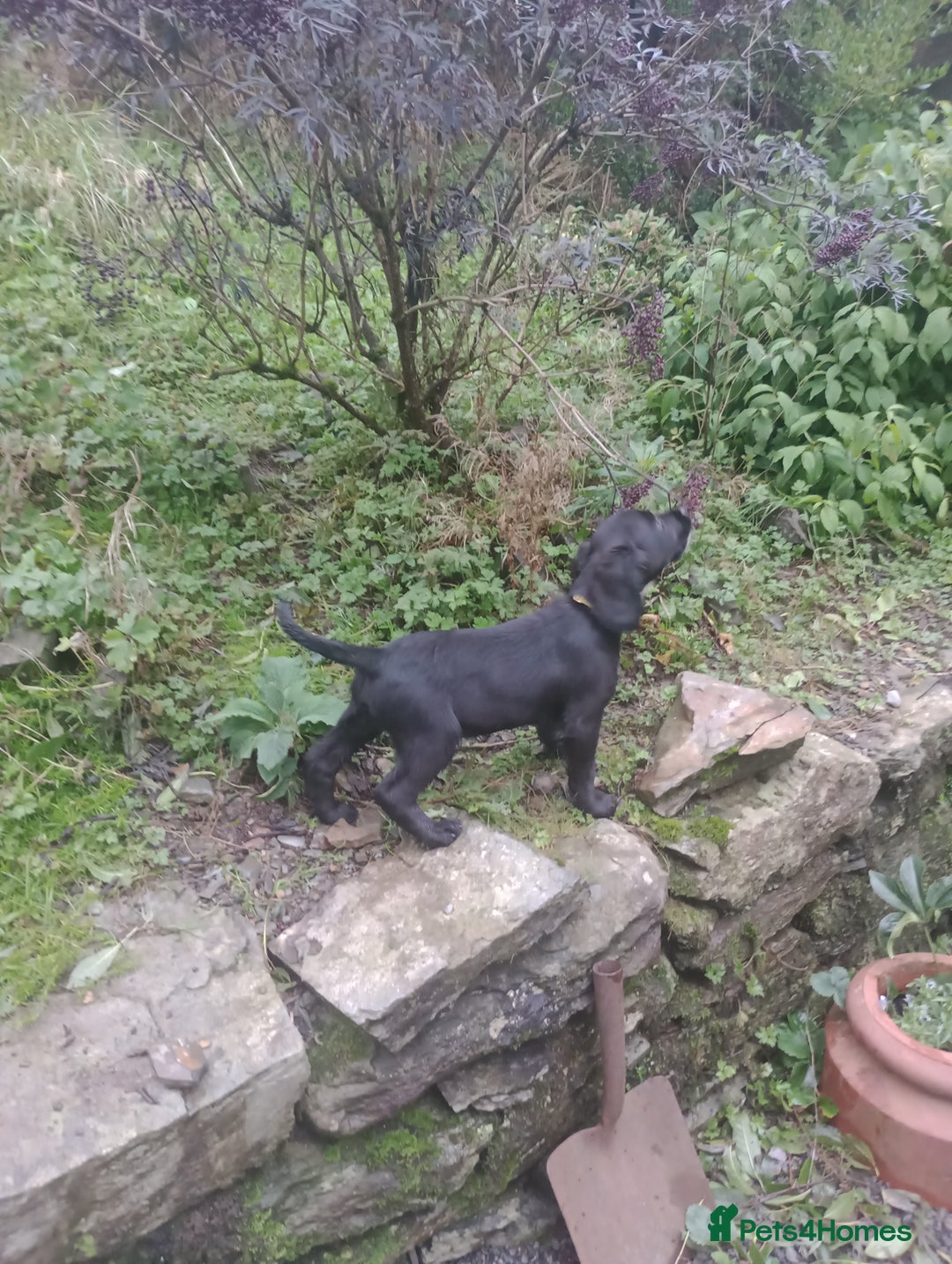 Sprocker dogs for sale: 8 gorgeous Sprocker puppies  - Image 11