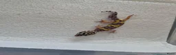 Leopard Gecko reptiles for sale: Leopard geckos available  - Advert 3