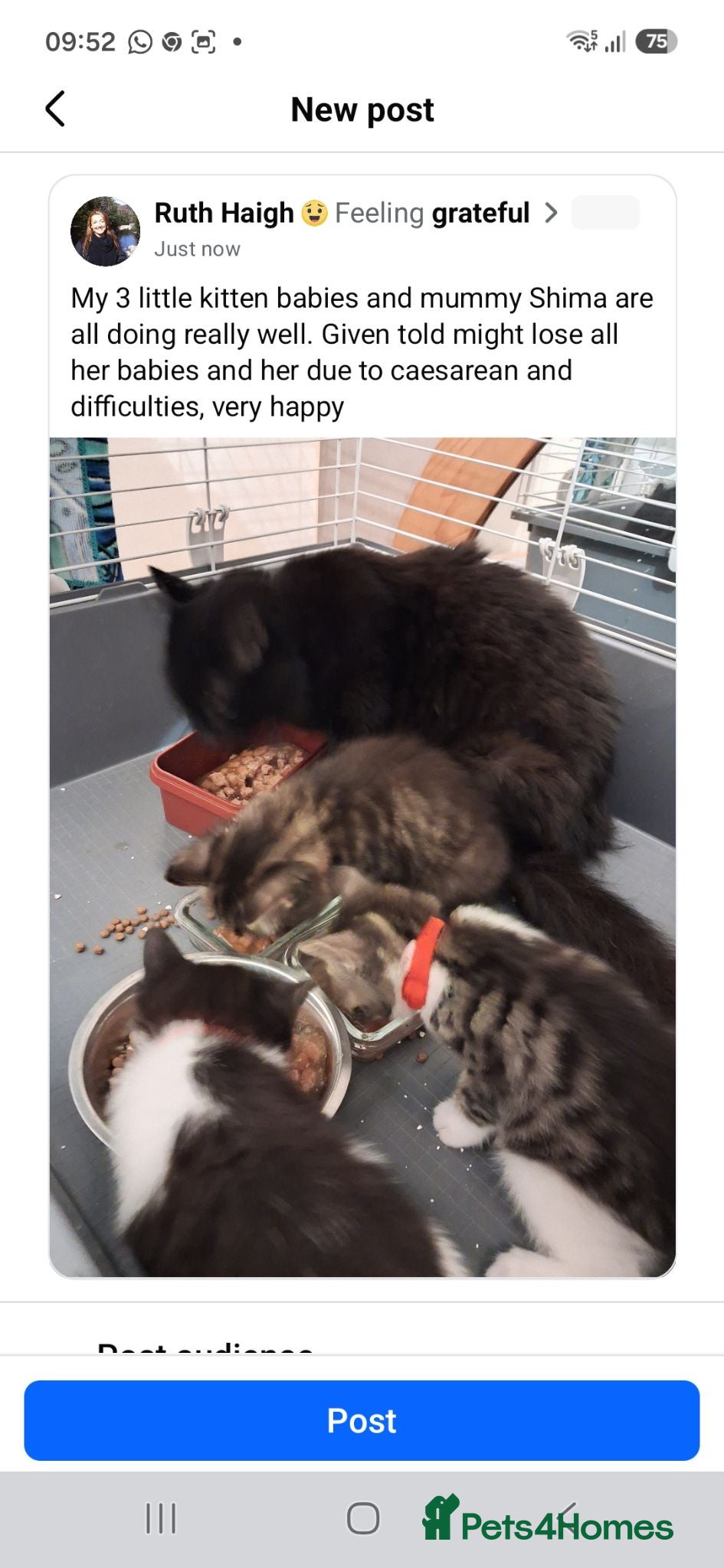 Mixed Breed cats MAINE COONE, BENGAL, CROSS BREED - Advert 3