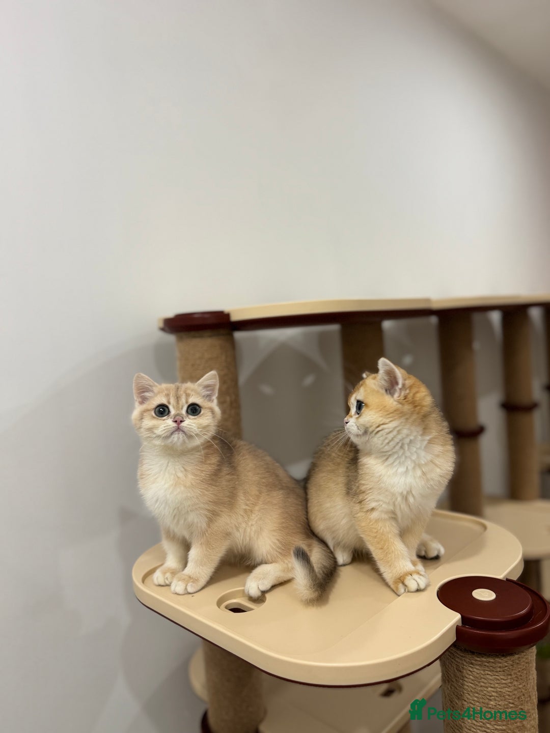 British Shorthair cats for sale: British Shorthair Golden kittens    - Image 31