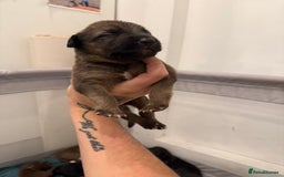 Borador dogs for sale: Border collie x lab puppies for sale  - Image 16