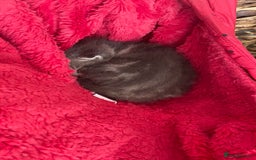 Mixed Breed cats for sale: Ragdoll Cross Kittens - Image 7