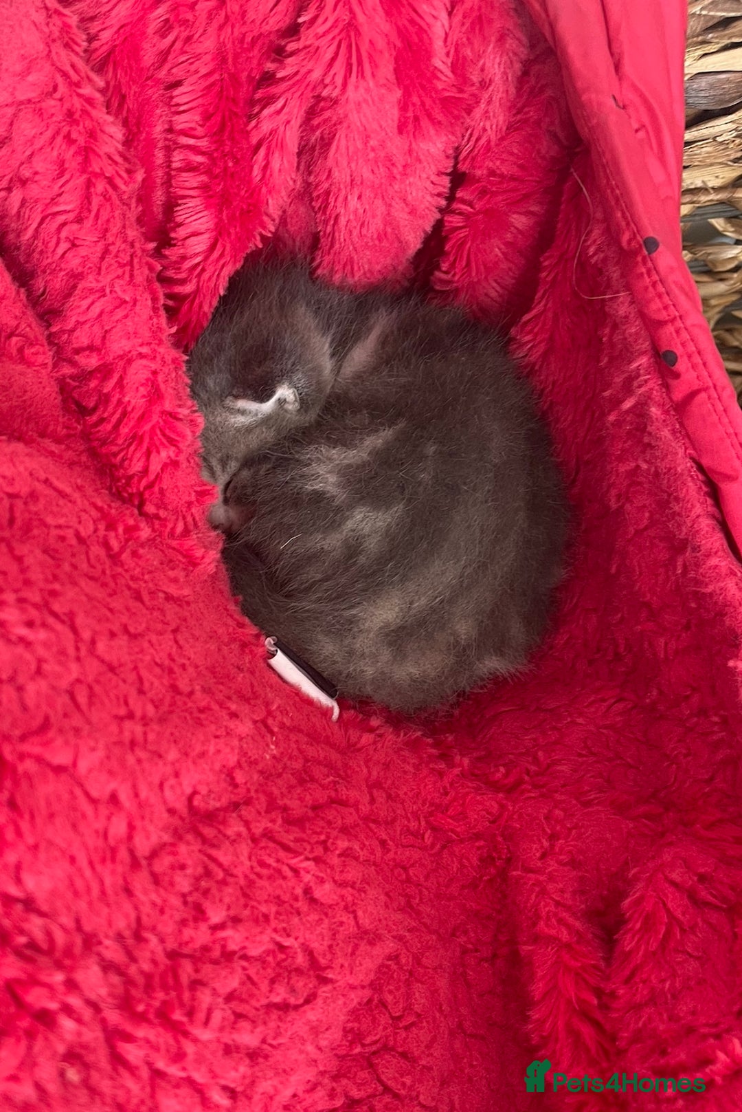 Mixed Breed cats for sale: Ragdoll Cross Kittens - Image 7