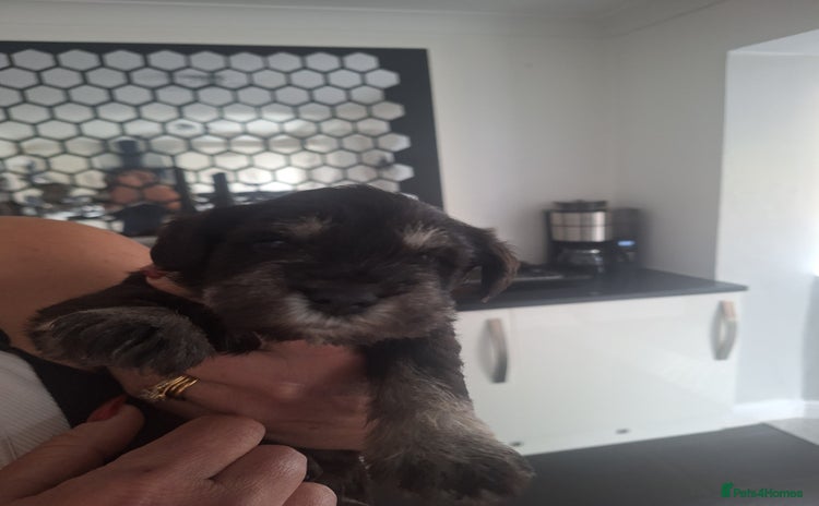 Miniature Schnauzer dogs - Advert 1