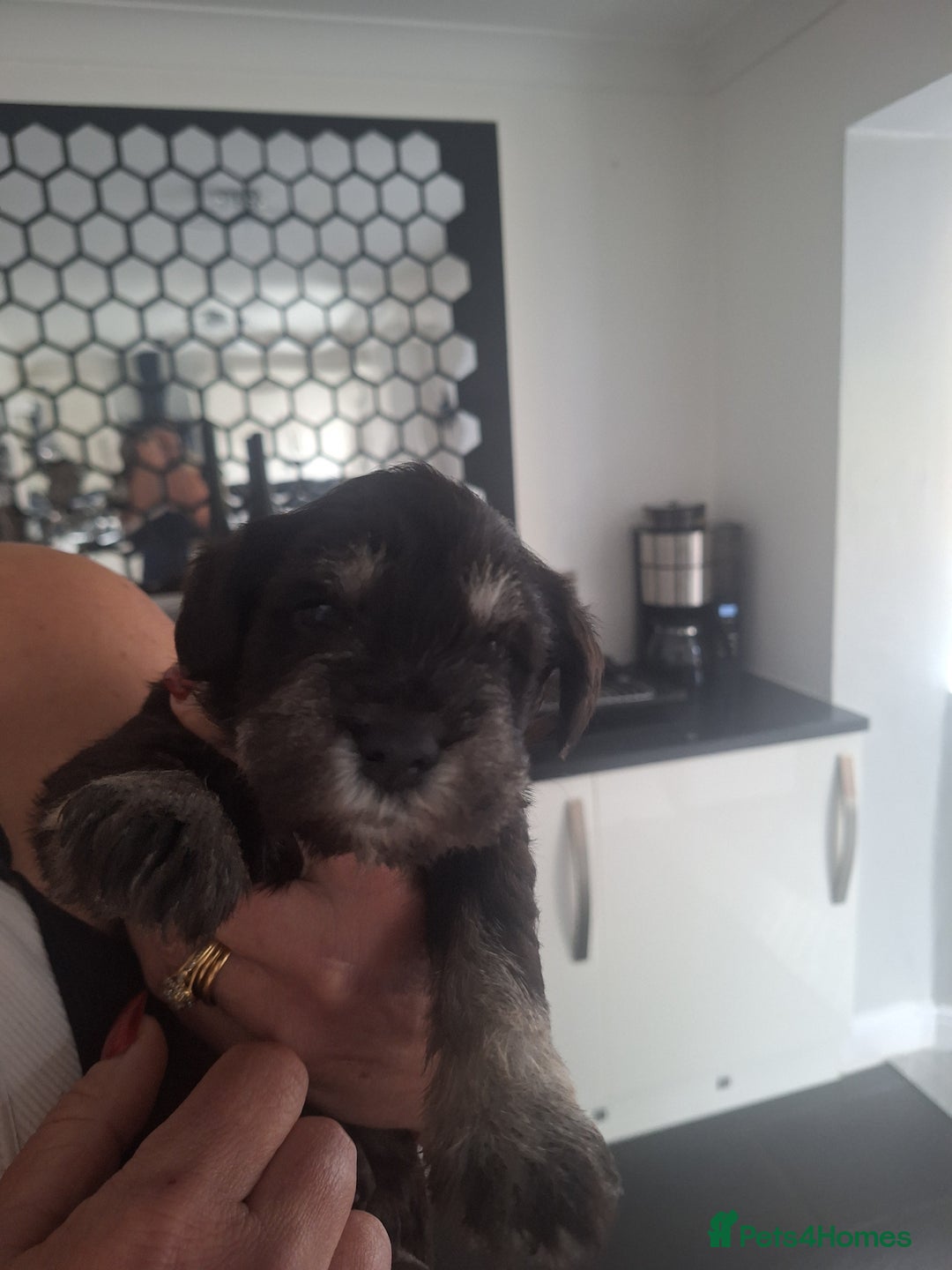 Miniature Schnauzer dogs for sale: 3 adorable miniature schnauzer puppies  - Image 1