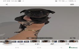 Frug dogs for sale: Beautiful Frug Babies 😍 - Image 6