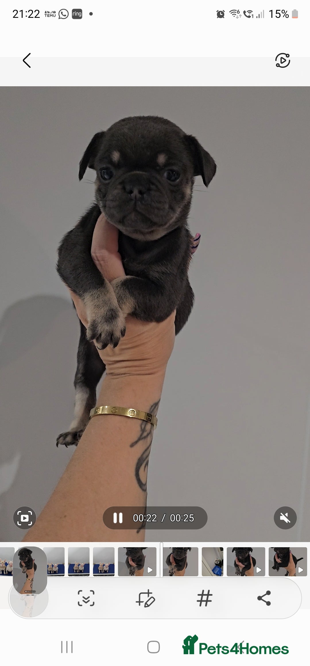 Frug dogs for sale: Beautiful Frug Babies 😍 - Image 6