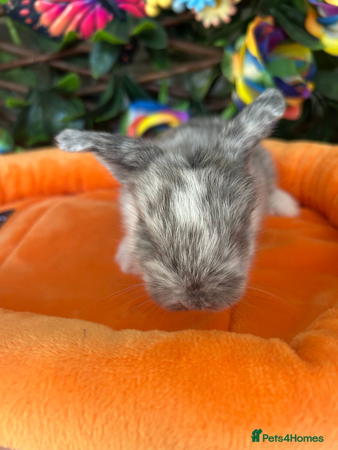 Mini Lop rabbits for sale: Pure Breed Mini lops  - Image 14
