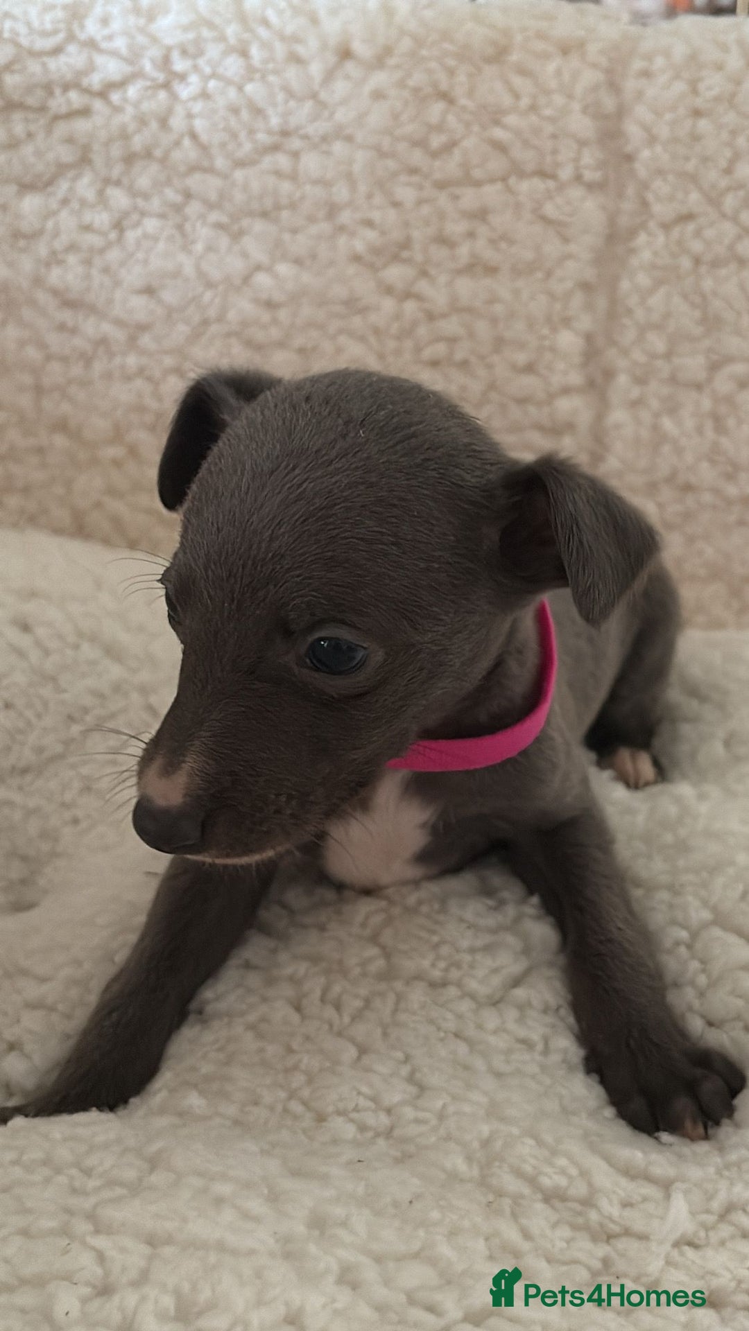 Whippet dogs for sale: KC registered BLUE whippet puppies 100% show type  - Advert 14