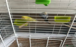 Budgerigars birds for sale: Pair of budgies and cage  - Image 6