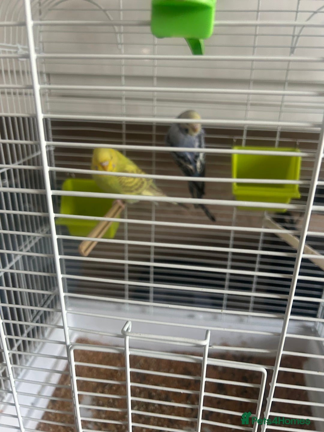 Budgerigars birds for sale: Pair of budgies and cage  - Image 6
