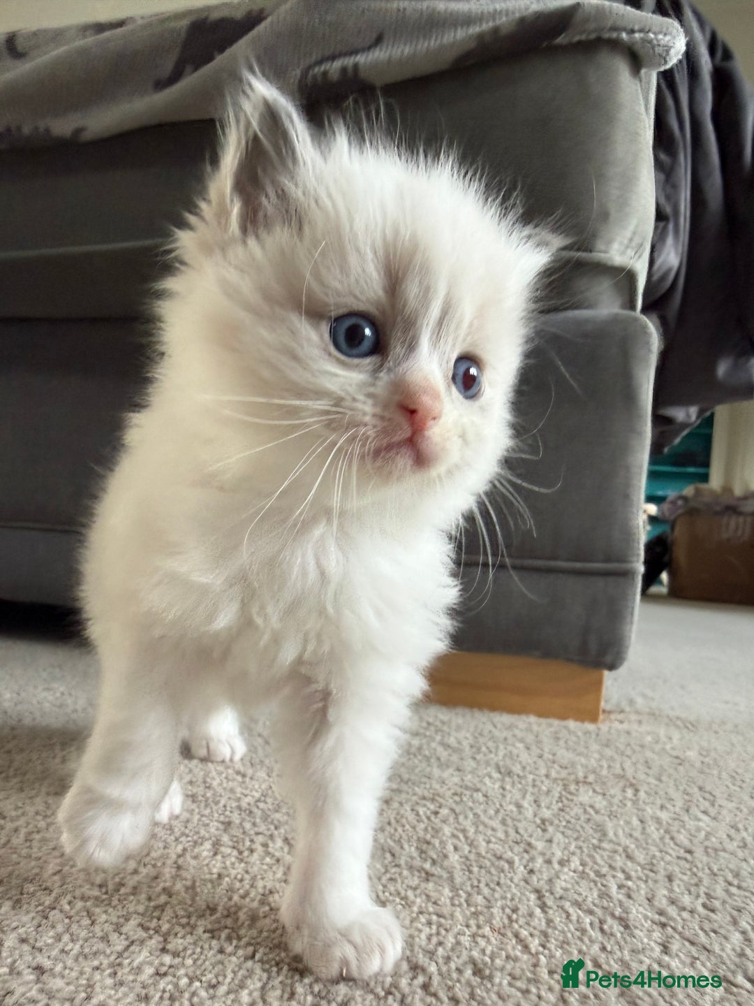 Ragdoll cats for sale: 📍1 FEMALE LEFT!🍼GCCF REGISTERED🐾 - Advert 10