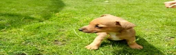 Jack Russell dogs for sale: Jack Russel puppies  - Advert 3