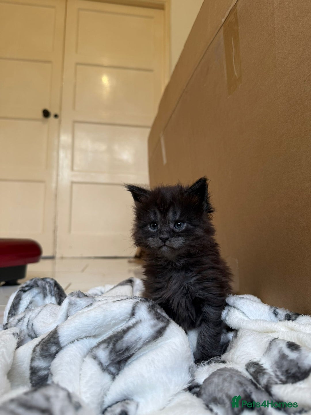 Maine Coon cats for sale: Pedigree Tica Russian Import line Maine Coons - Advert 17