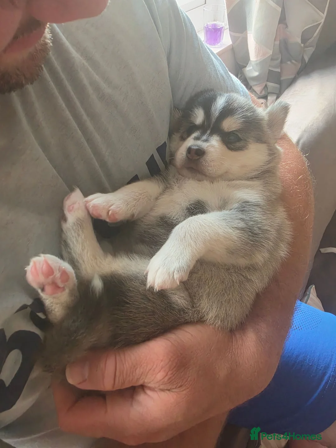 Pomsky dogs for sale: Beautiful pomsky boy available 🥰 - Advert 2