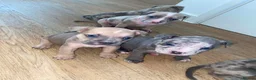 American Bully dogs for sale: 4 pups left ready to leave now - Advert 11