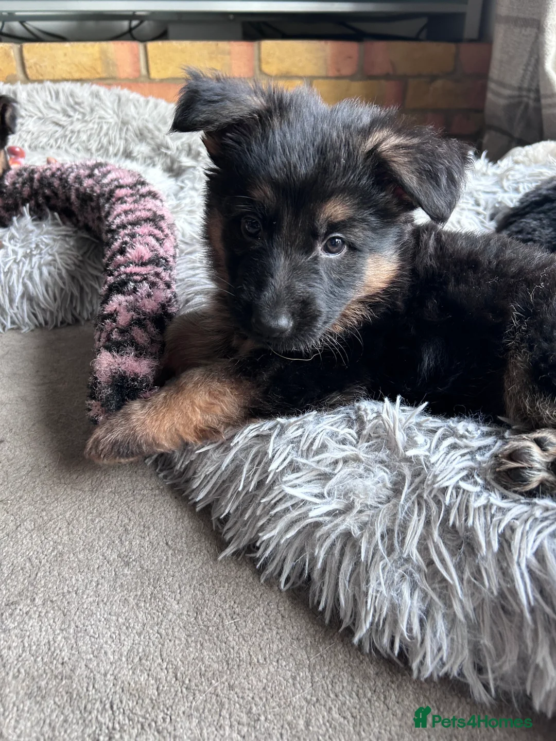 German Shepherd dogs for sale: Pure breed German shepherd puppies  - Advert 3