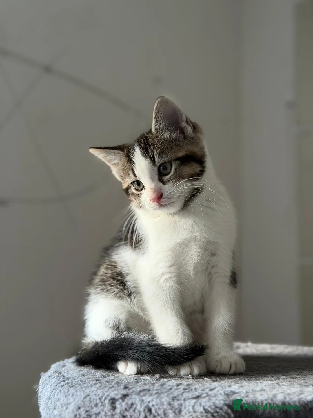 Maine Coon cats for sale: 3x Maine Coon kittens available NOW - Advert 13