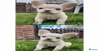 French Bulldog dogs REDUCED! Fluffy French Bulldog Puppies  - Advert 4