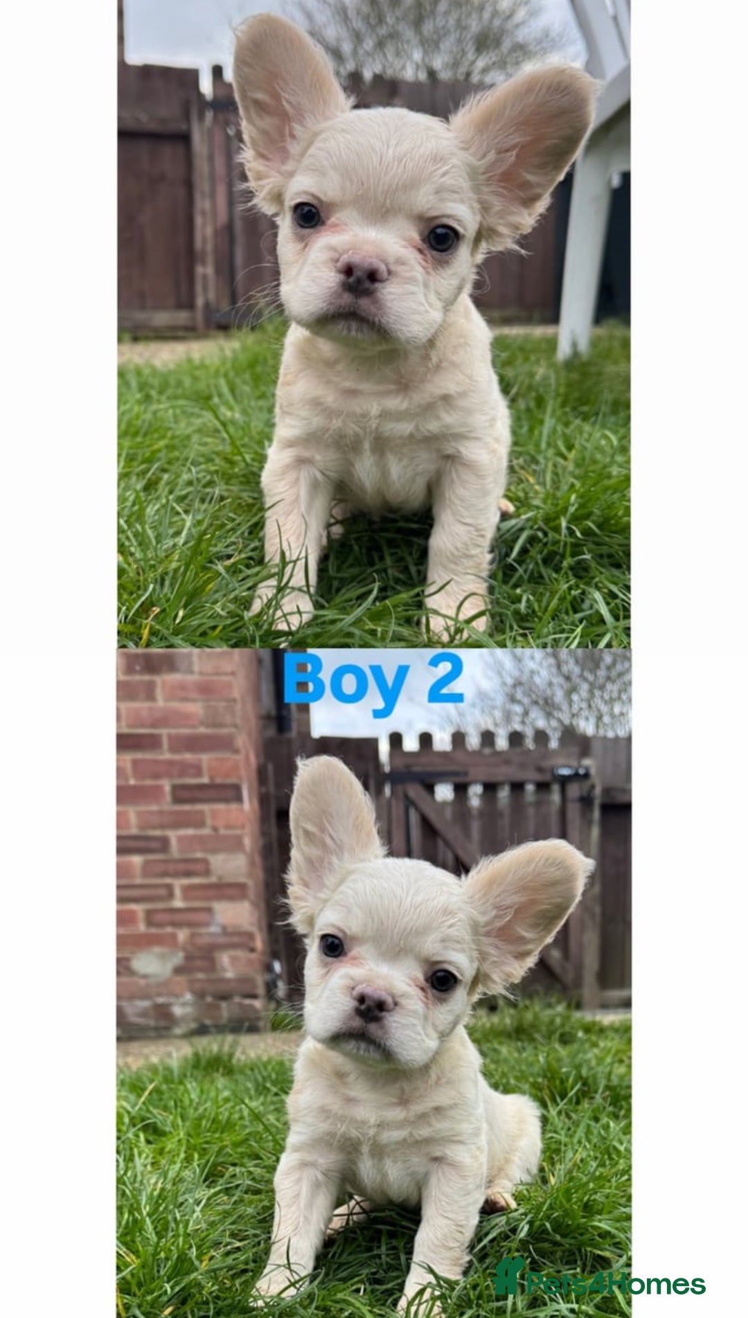 French Bulldog dogs for sale: REDUCED! Fluffy French Bulldog Puppies  - Advert 6
