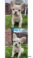 French Bulldog dogs REDUCED! Fluffy French Bulldog Puppies - Advert 4