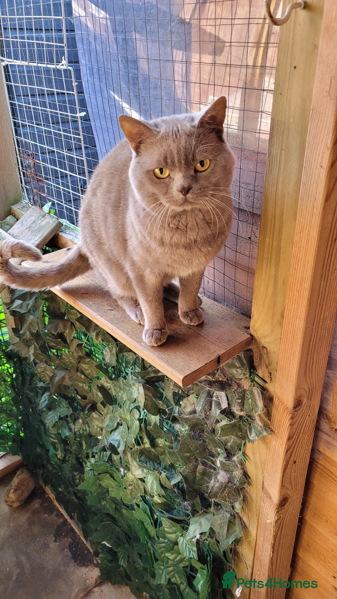 British Shorthair cats Blue for stud - Advert 1